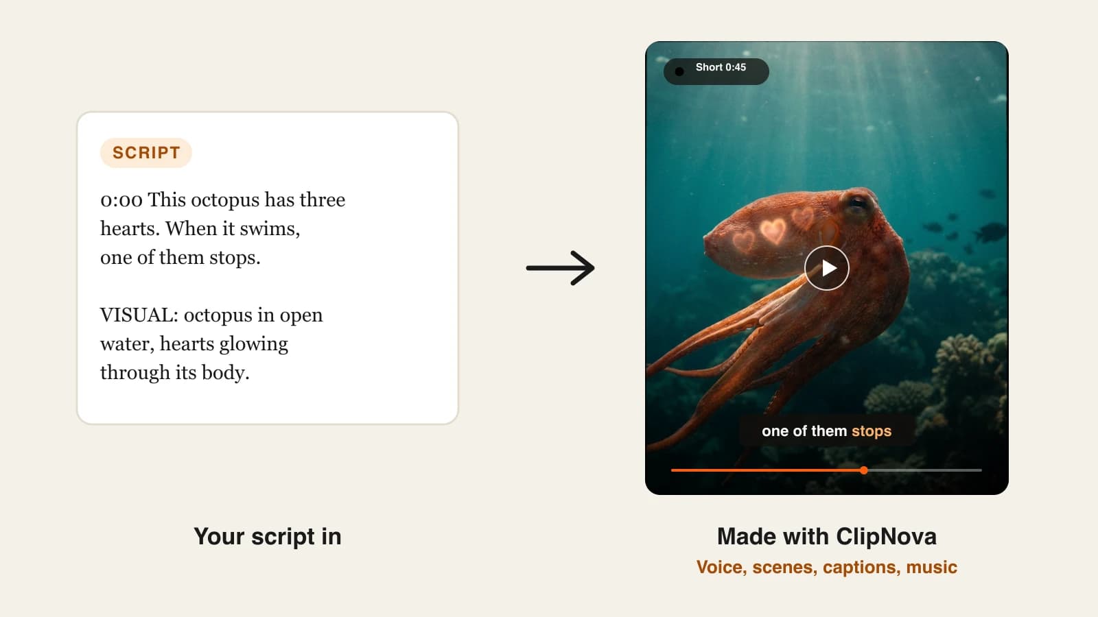 Faceless video script: a timed script excerpt about octopus hearts turned into a captioned Short made with ClipNova